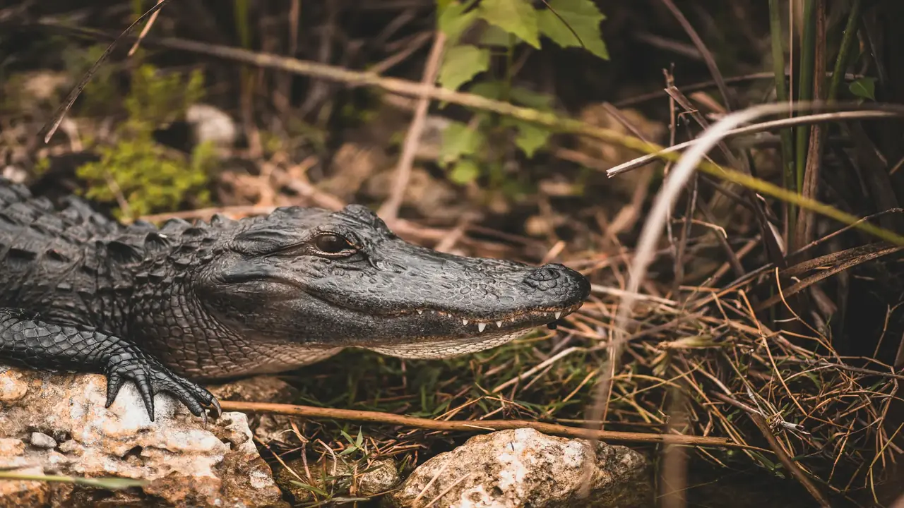 A gator quietly resting in the swamp.