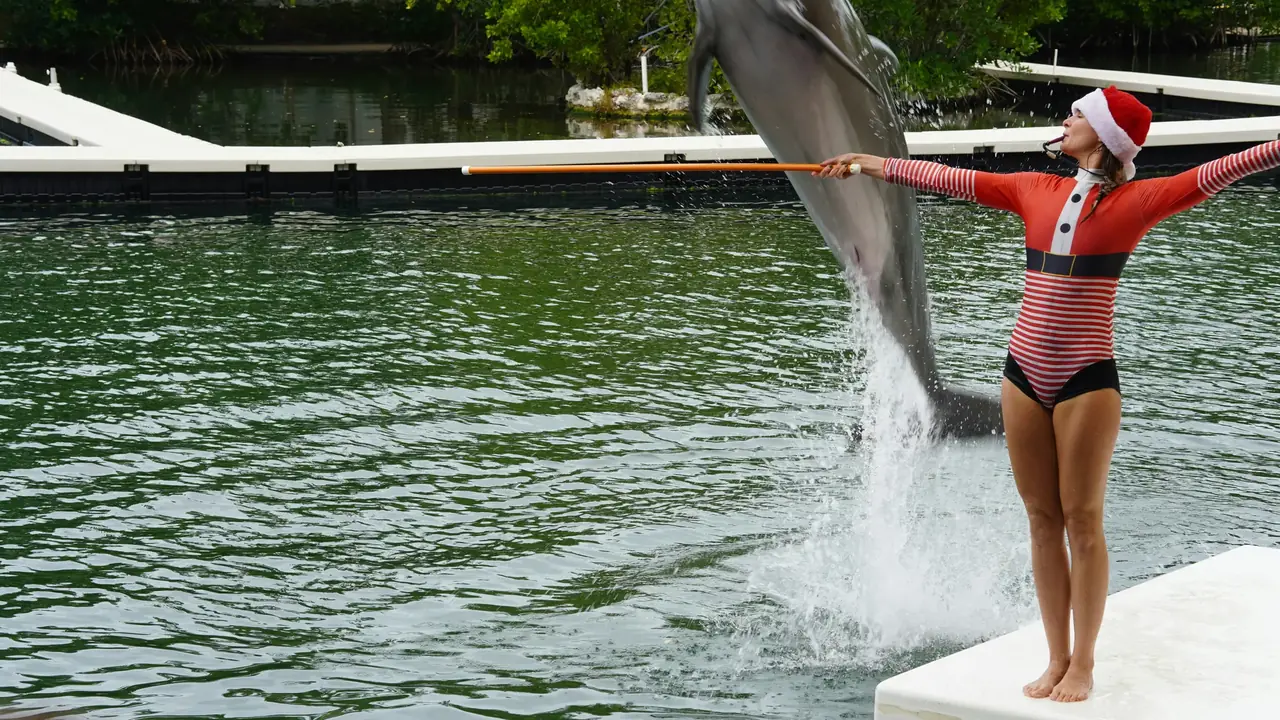 A trainer playing with dolphins by the pool.